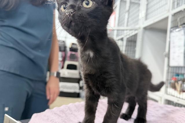 My name is Skullet and I am ready for adoption. Learn more about me!