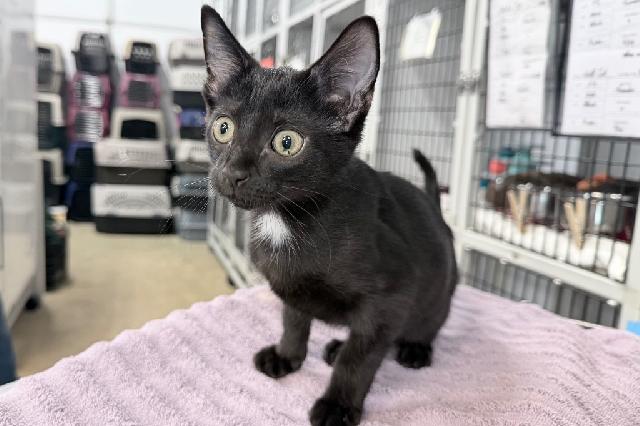 My name is Wolf Cut and I am ready for adoption. Learn more about me!
