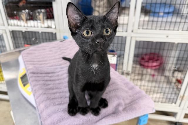 My name is Jellyfish Cut and I am ready for adoption. Learn more about me!