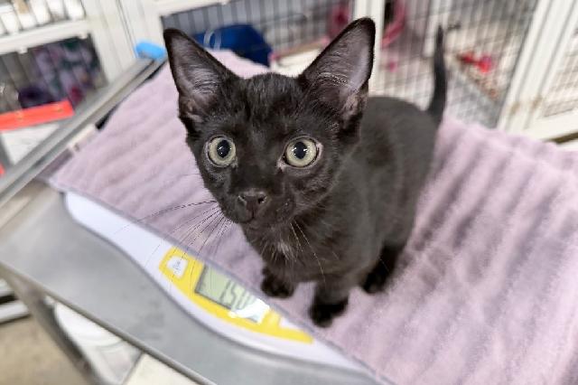 My name is Mullet and I am ready for adoption. Learn more about me!
