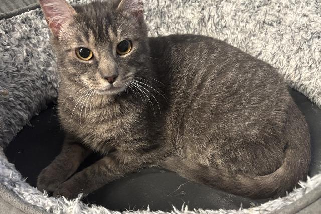 My name is Cake Tin and I am ready for adoption. Learn more about me!