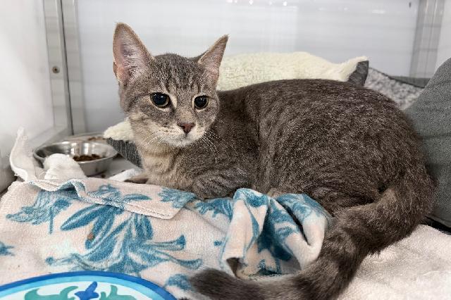 My name is Springform and I am ready for adoption. Learn more about me!