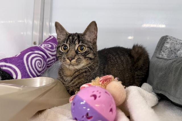 My name at SAFE Haven was German Chocolate and I was adopted!