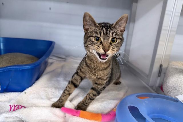 My name is Cacao Nib and I am ready for adoption. Learn more about me!