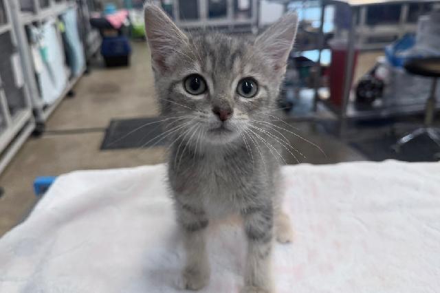 My name is Cufflink and I am ready for adoption. Learn more about me!