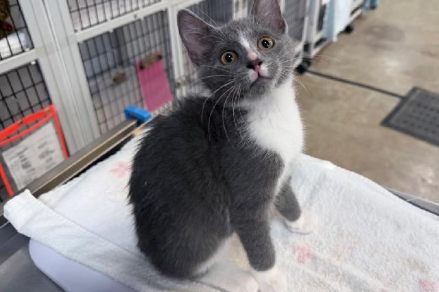 My name is Blazer and I am ready for adoption. Learn more about me!