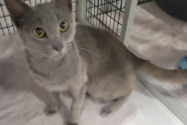 My name at SAFE Haven was Dratini and I was adopted!