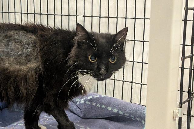My name is Blitzle and I am ready for adoption. Learn more about me!