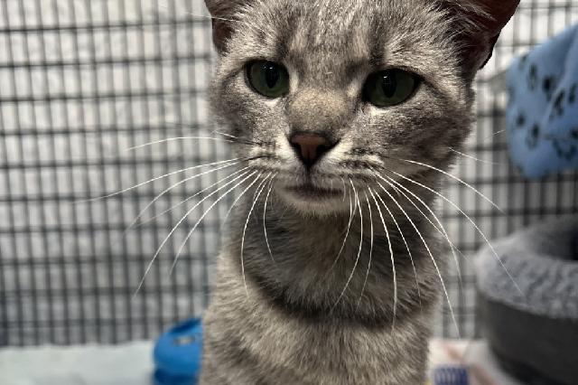 My name is Carbink and I am ready for adoption. Learn more about me!
