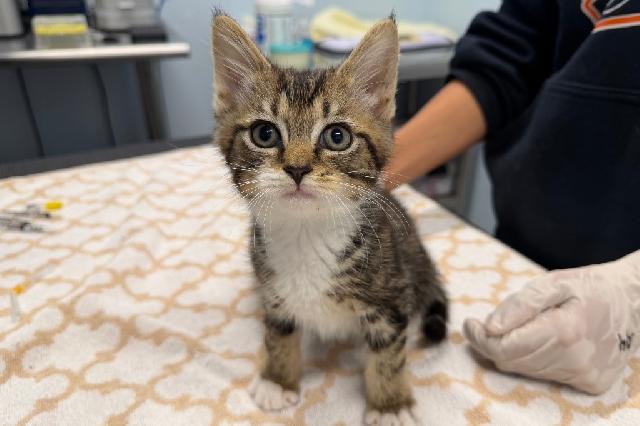 My name is Bugatti and I am ready for adoption. Learn more about me!