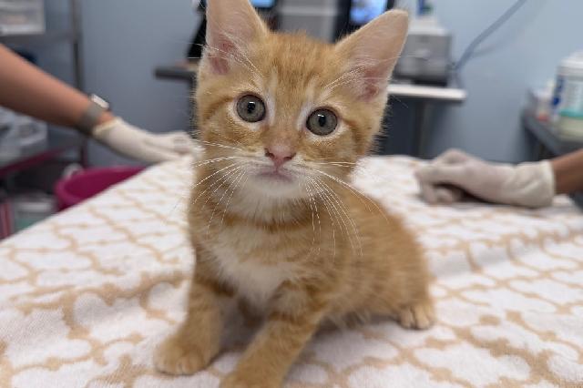 My name at SAFE Haven was Bellroy and I was adopted!
