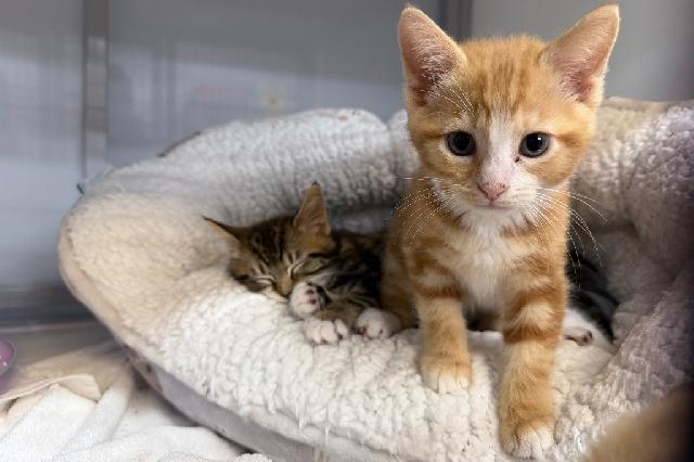 My name at SAFE Haven was Coolife and I was adopted!