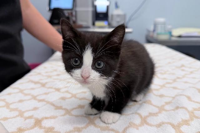 My name is Arlo Sky and I am ready for adoption. Learn more about me!