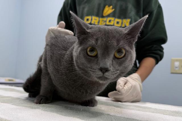 My name is Long John Silver and I am ready for adoption. Learn more about me!