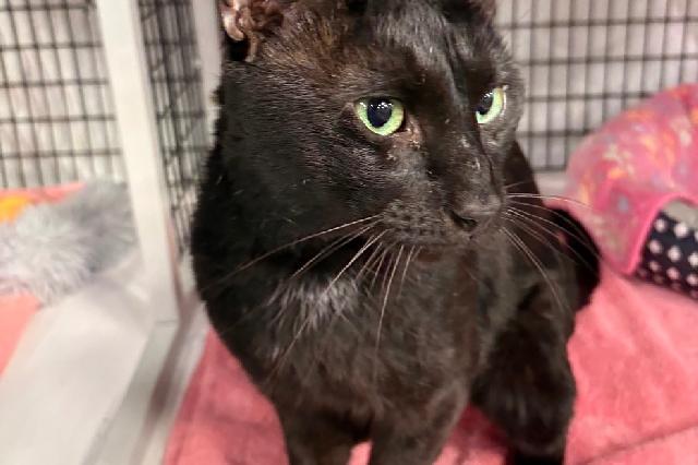 My name is Marty McFly and I am ready for adoption. Learn more about me!