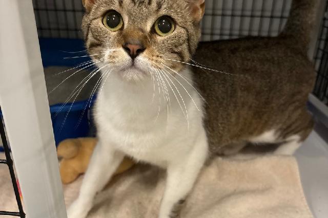 My name is Lorrince and I am ready for adoption. Learn more about me!