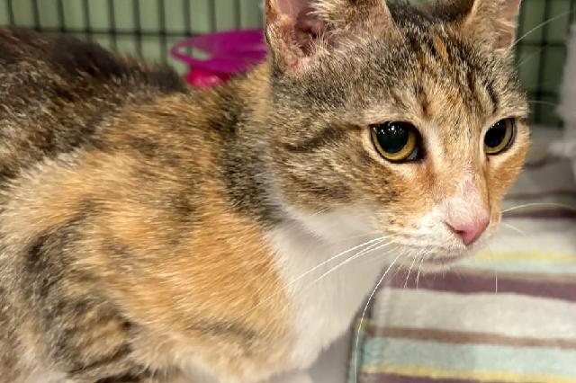 My name is Miltank and I am ready for adoption. Learn more about me!