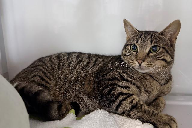 My name is Stanky Leg and I am ready for adoption. Learn more about me!