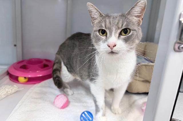 My name is Aurorus and I am ready for adoption. Learn more about me!