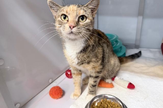 My name is Quilava and I am ready for adoption. Learn more about me!