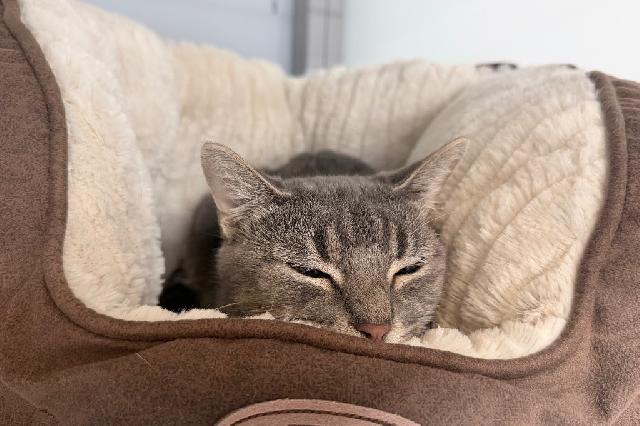 My name is Arctovish and I am ready for adoption. Learn more about me!