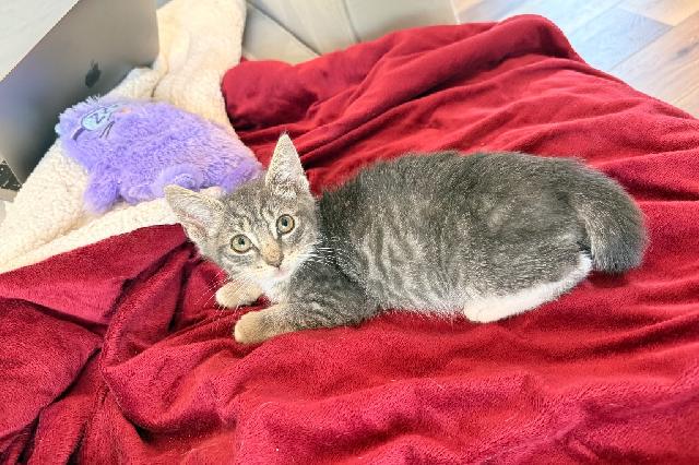 My name at SAFE Haven was Lord Stanley and I was adopted!