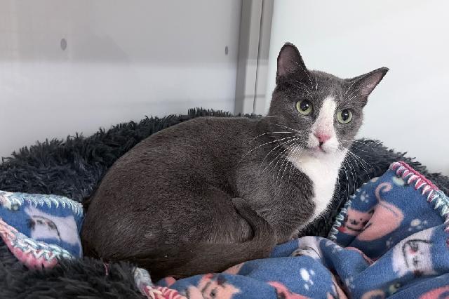 My name is Dracovish and I am ready for adoption. Learn more about me!