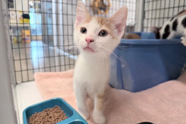 My name is Jemali and I am ready for adoption. Learn more about me!