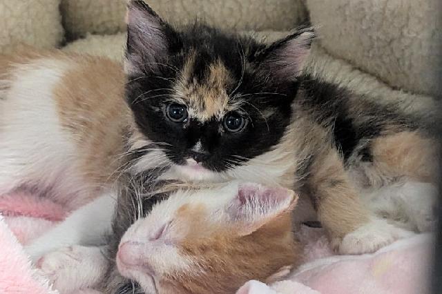 My name is Nokia and I am ready for adoption. Learn more about me!