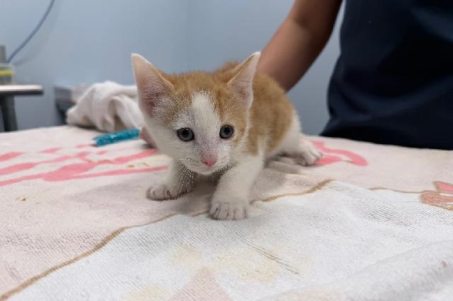 My name is Ezali and I am ready for adoption. Learn more about me!