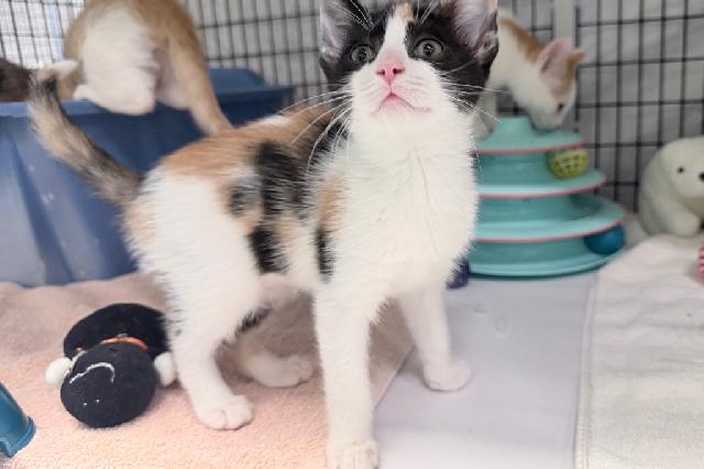 My name is Amira and I am ready for adoption. Learn more about me!