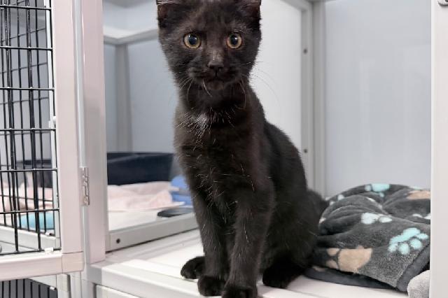 My name at SAFE Haven was Jumba and I was adopted!