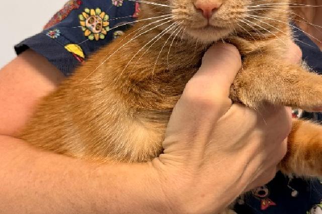 My name is Bahama Mama and I am ready for adoption. Learn more about me!