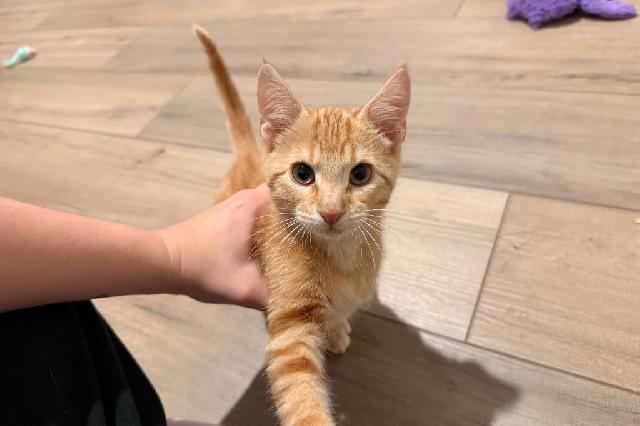 My name is Caicos and I am ready for adoption. Learn more about me!