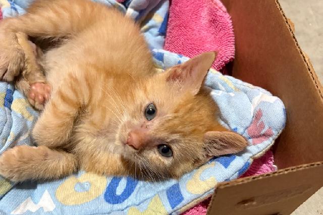 My name is Turks and I am ready for adoption. Learn more about me!