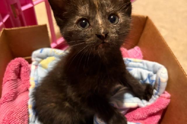 My name is Dominica and I am ready for adoption. Learn more about me!