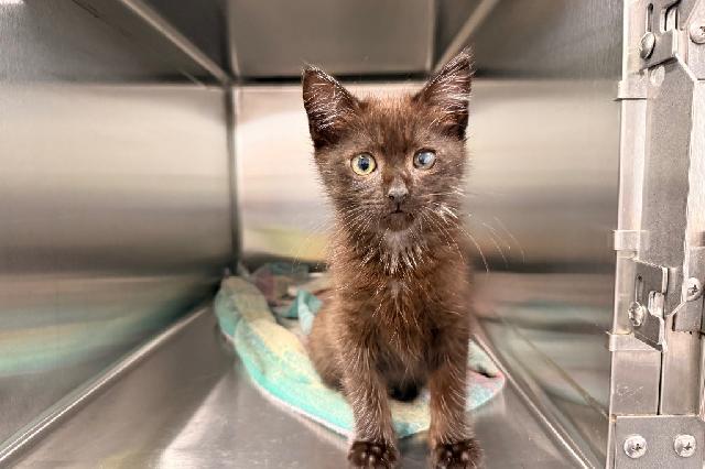 My name is Luv Bug and I am ready for adoption. Learn more about me!