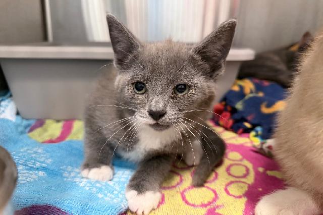 My name at SAFE Haven was Yugo and I was adopted!