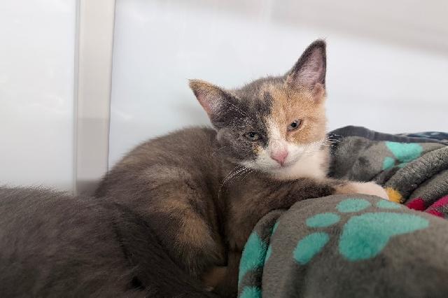 My name at SAFE Haven was Yuki and I was adopted!