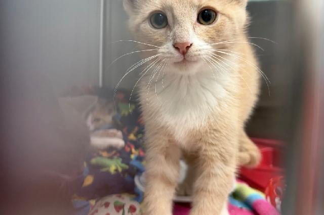 My name at SAFE Haven was Yoku and I was adopted!