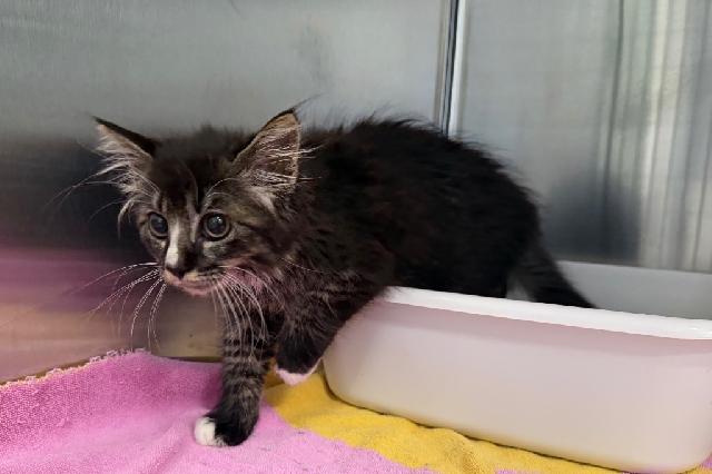 My name is Wrangler and I am ready for adoption. Learn more about me!