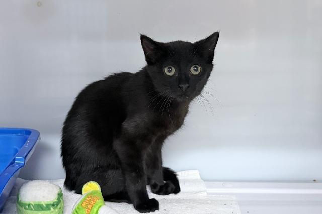 My name is Dean and I am ready for adoption. Learn more about me!