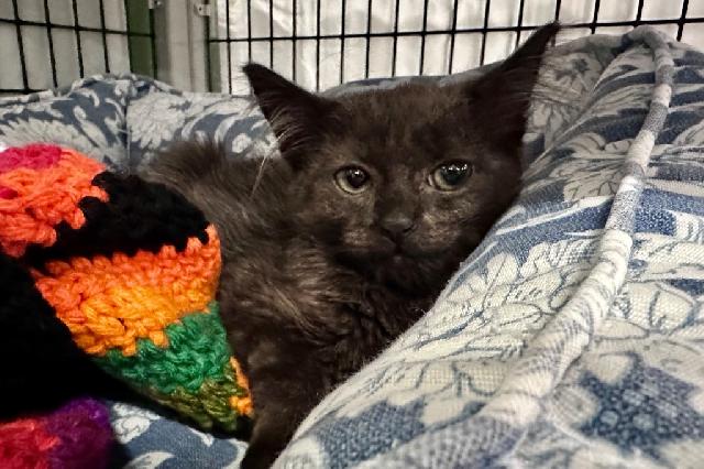 My name at SAFE Haven was Doodlebob and I was adopted!