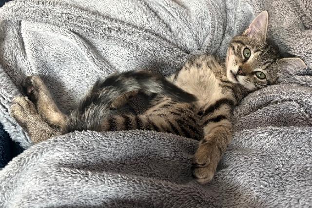 My name is Bullit and I am ready for adoption. Learn more about me!