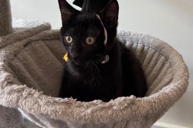 My name is Dorothee and I am ready for adoption. Learn more about me!