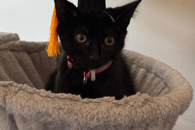 My name is Scared Crow and I am ready for adoption. Learn more about me!