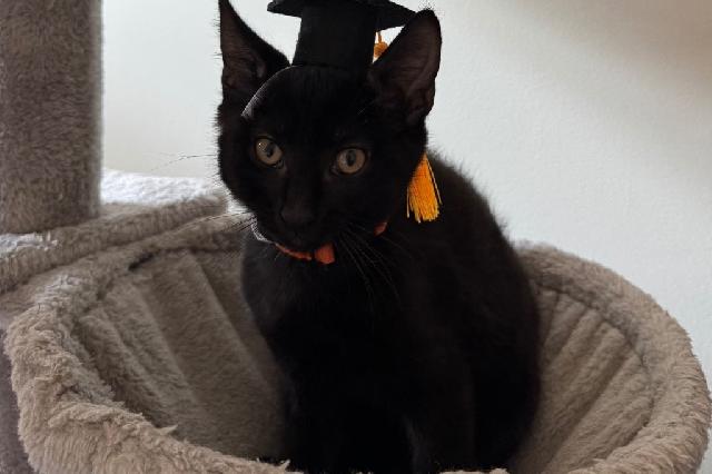My name is Tin Man and I am ready for adoption. Learn more about me!