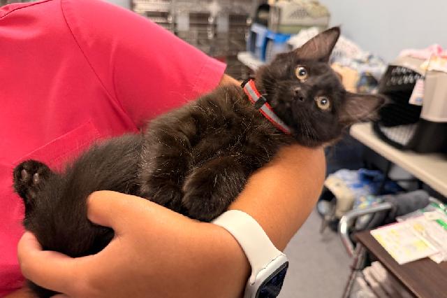 My name at SAFE Haven was Cowardly Lion and I was adopted!