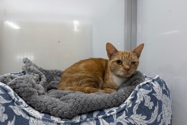 My name is Coralina and I am ready for adoption. Learn more about me!