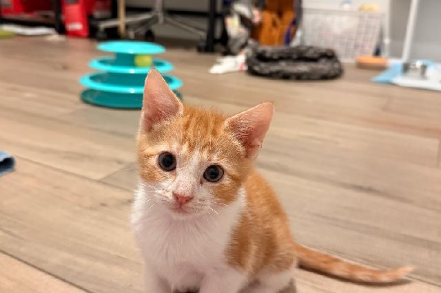 My name is St Thomas and I am ready for adoption. Learn more about me!